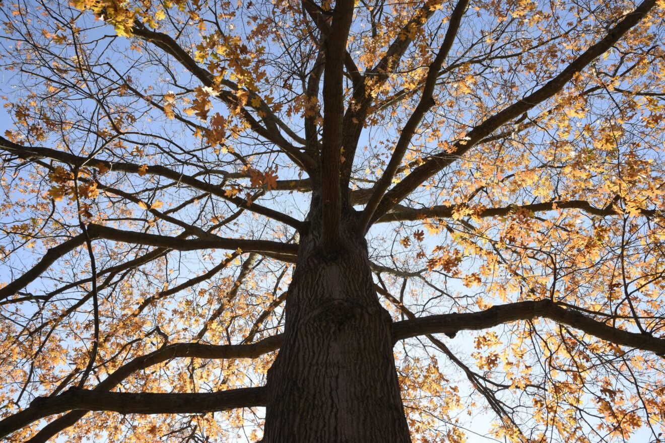 LOCAL HISTORY Mont Alto The Cradle of Pennsylvania Forestry