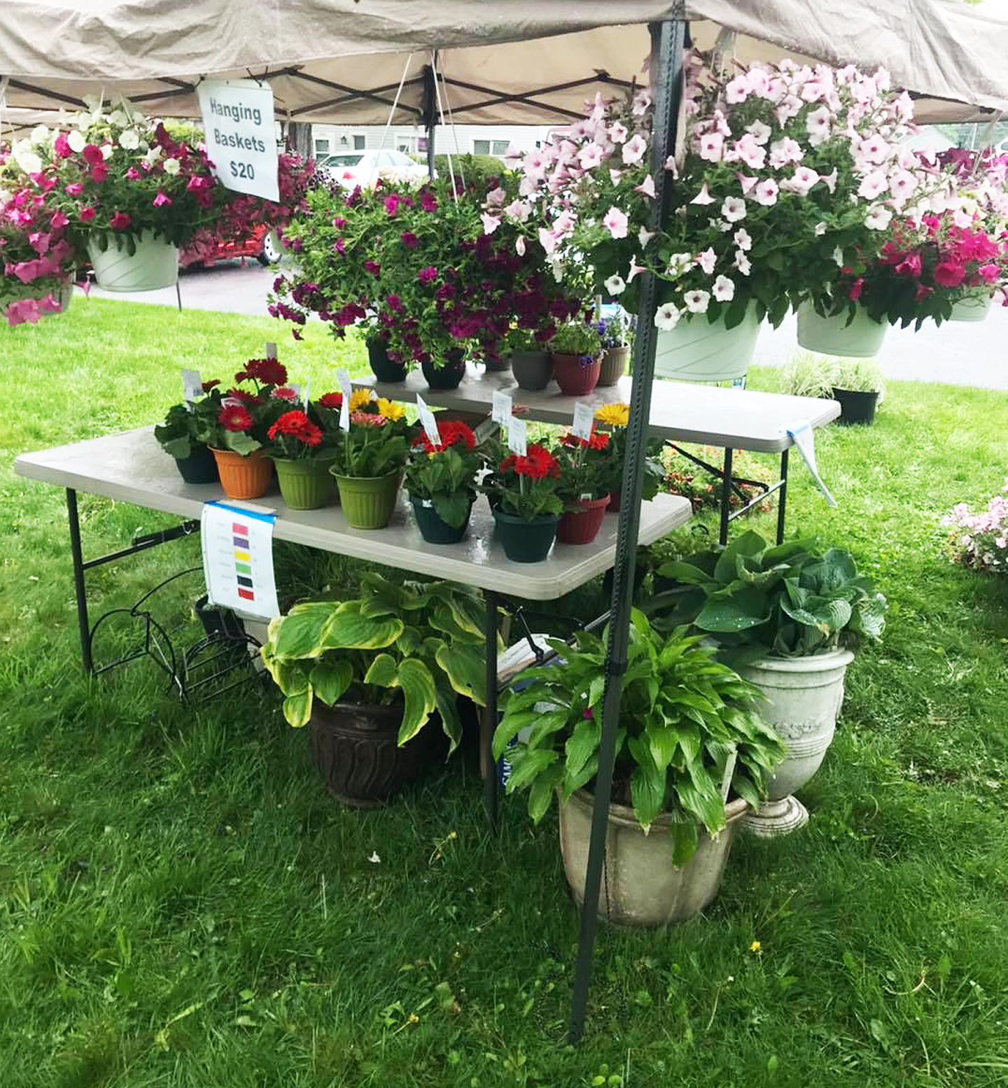 2nd Annual Plant Sale on the Plaza is this weekend