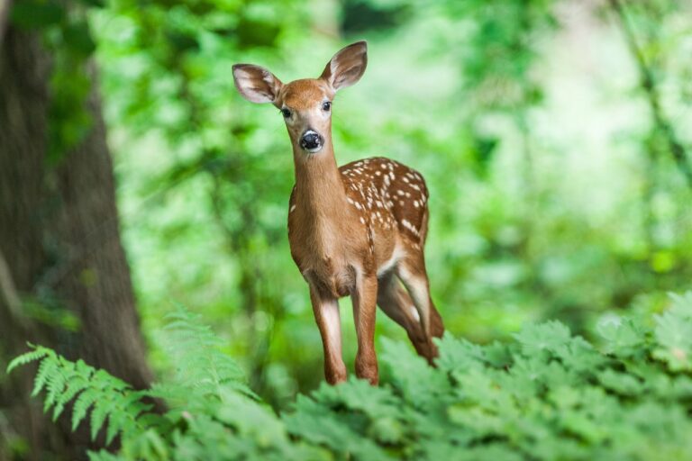 Pennsylvania Hunters Can Now Purchase Antlerless Deer Licenses for 2023