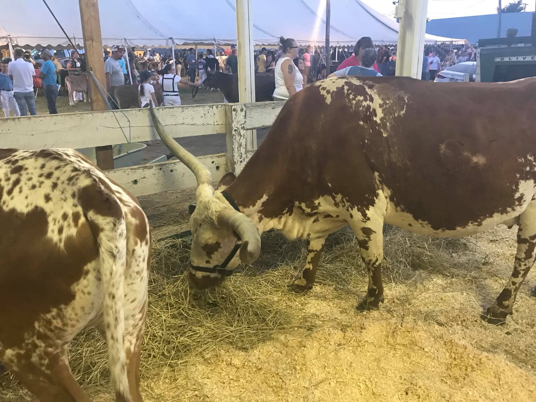 County Fair Offers Farm Fun - LocalNews1.org