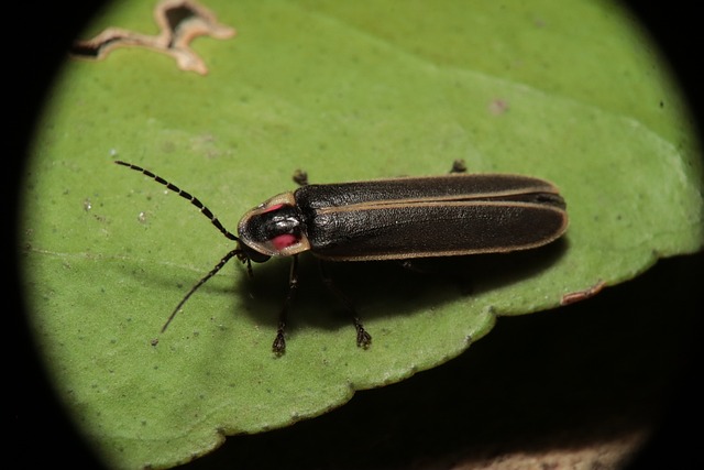 Firefly Watch with Don Salvatore - July 21, 2022 - Maine Trail Finder