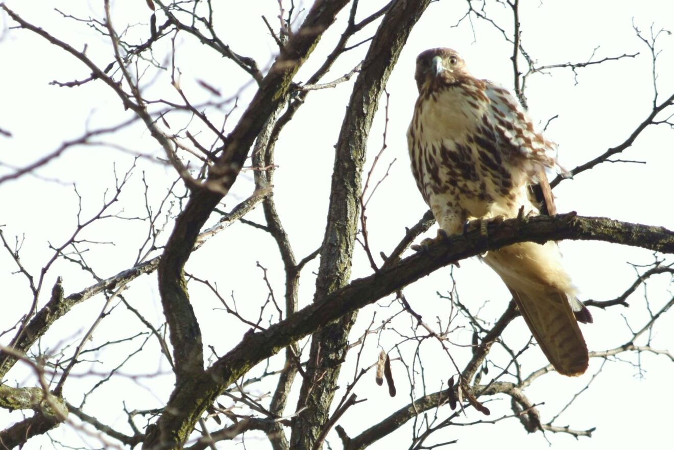 Pennsylvania Announces 2024-25 Migratory Game Bird Seasons - LocalNews1.org