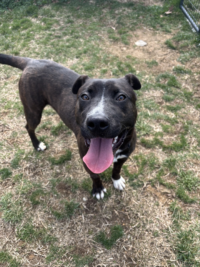 AHS pet of the week SYD