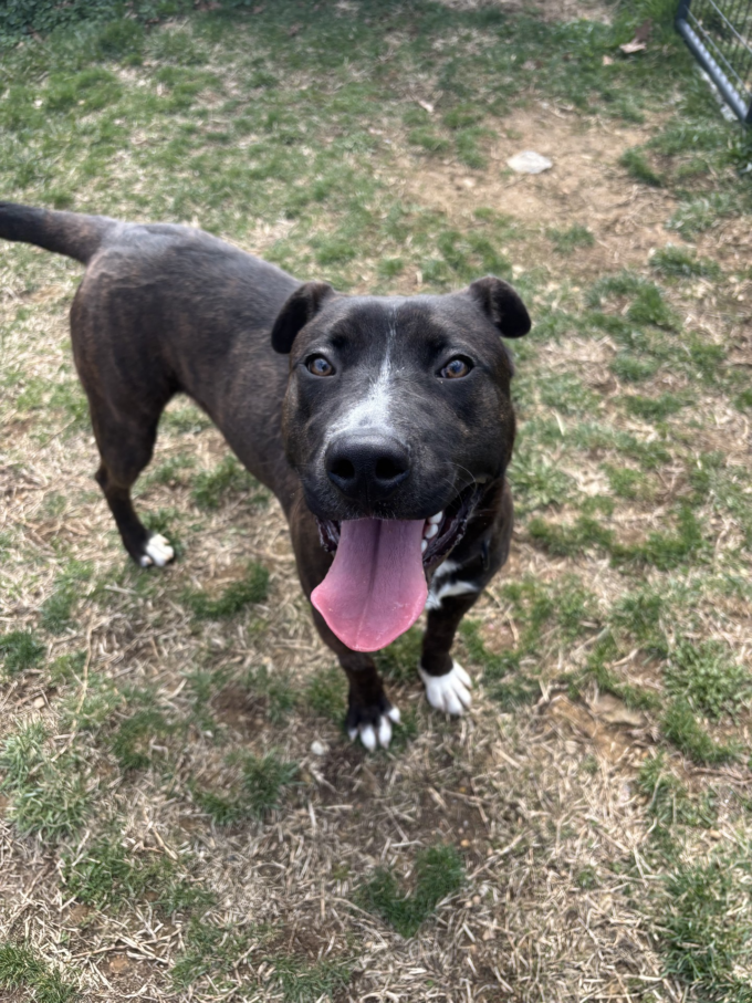 AHS pet of the week SYD