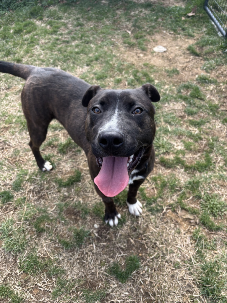 AHS pet of the week SYD