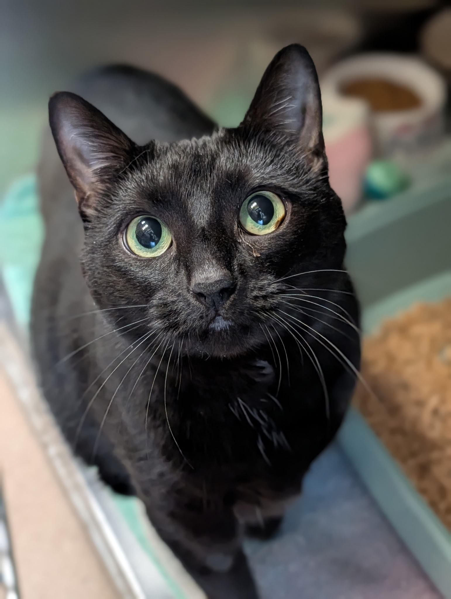 Sniff Notes Sniff notes: When storms scare pets - LocalNews1.org