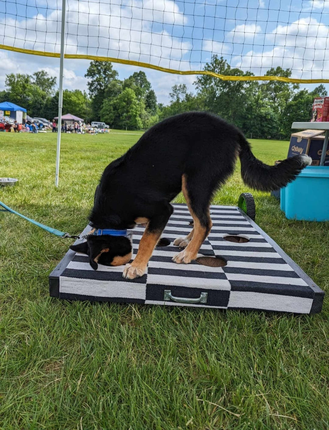 pawlooza dog.jpg