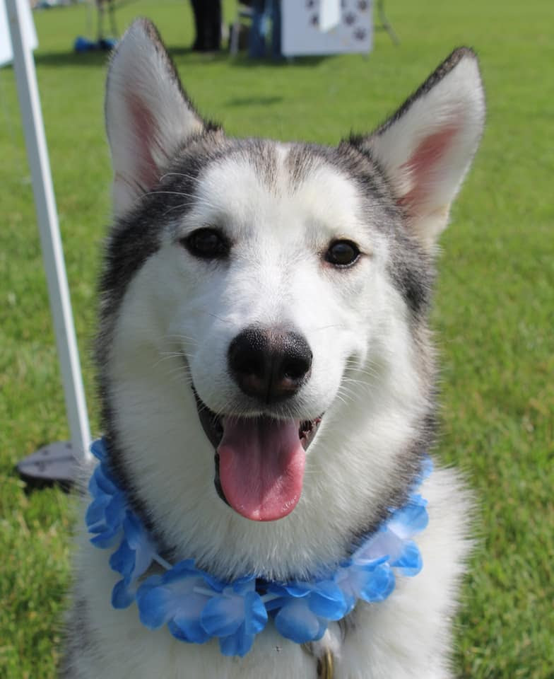 pawlooza husky.jpg