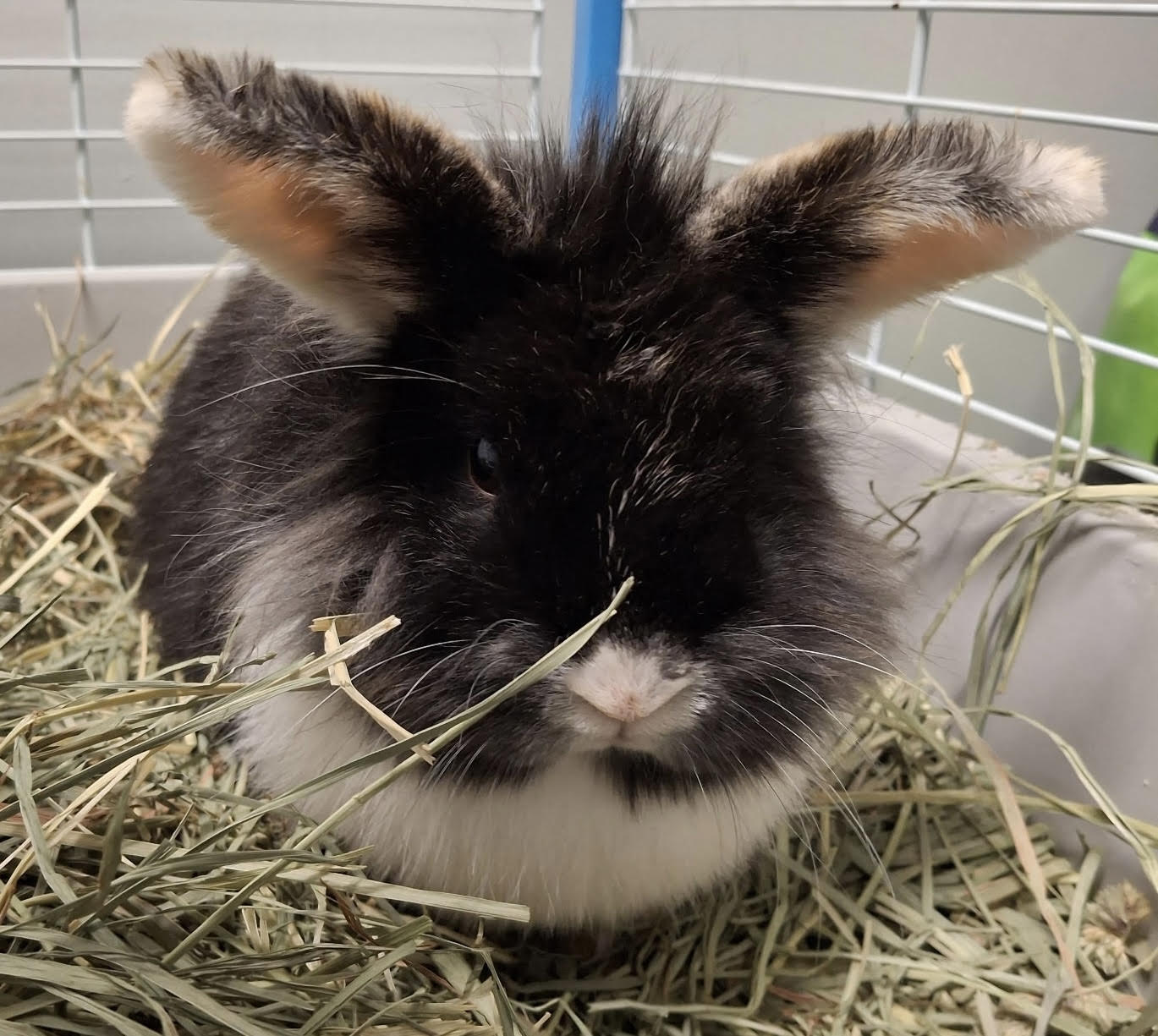 CVAS pets of the week