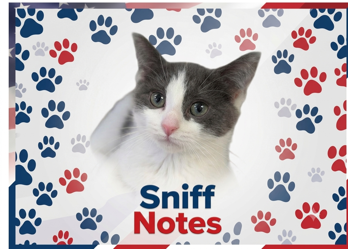 Sniff Notes: Cat summoned for jury duty sparks laughs