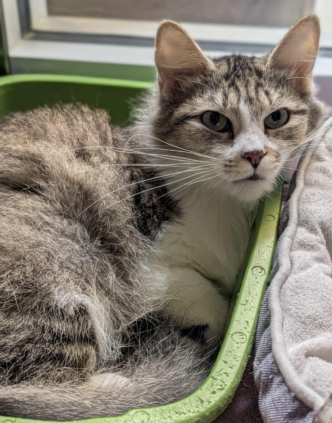 CVAS pets of the week