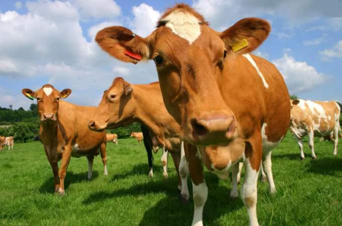 Washington County preserved another 168 acres of farmland near Clear Spring, adding to a growing concentration of protected agricultural land in the western part of the county.