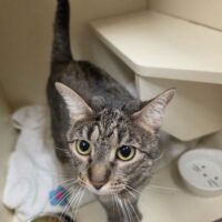 The Antietam Humane Society