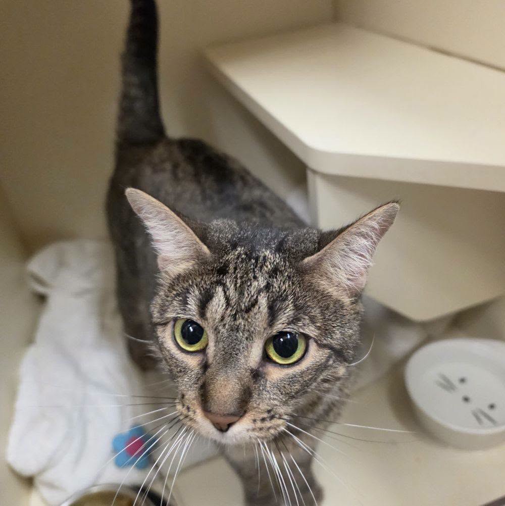 The Antietam Humane Society