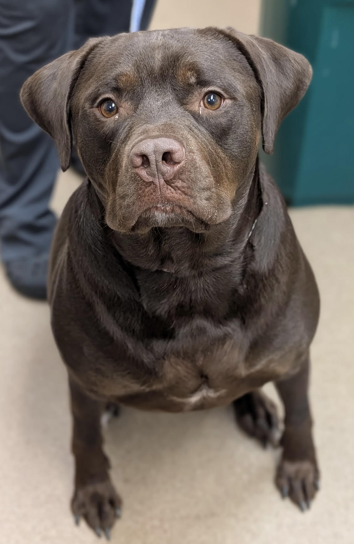 CVAS pets of the week